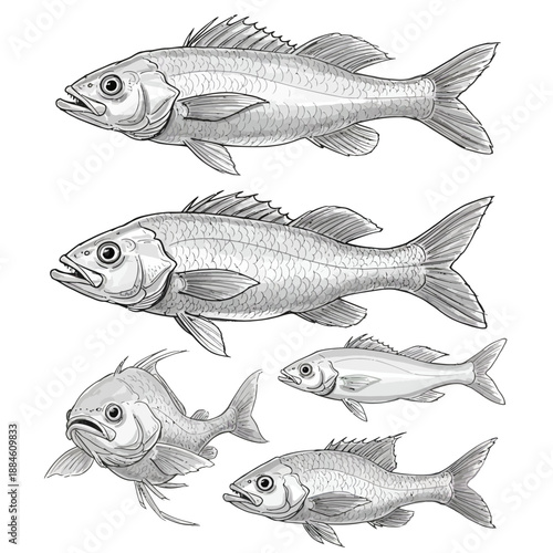 Collection of diverse vector fish illustrations, including bass and other freshwater species, ideal for fishing, marine life, and culinary themes.
