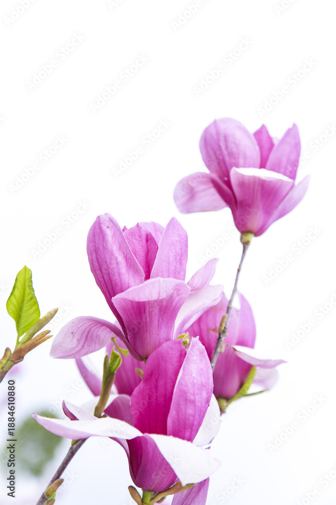 Obraz premium Pink Magnolia Blooms - Fresh Spring Flowers with Natural Beauty
