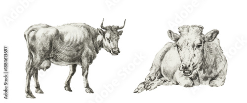 Vintage-style vector illustration of two cows. Painting, pencil sketch.