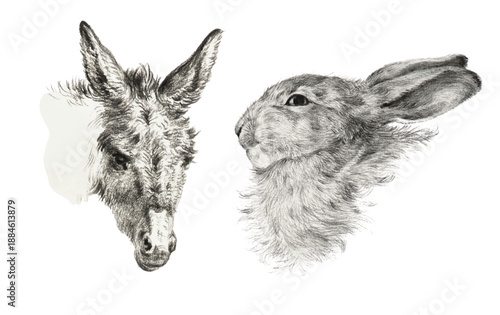 Vintage-style vector illustration of a rabbit head, a donkey head. Painting, pencil sketch.