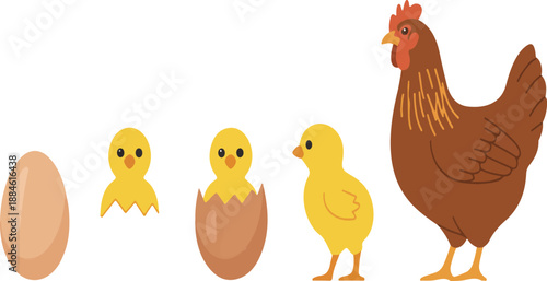 Chicken Life Cycle – From Egg to Adult Hen Educational Illustration