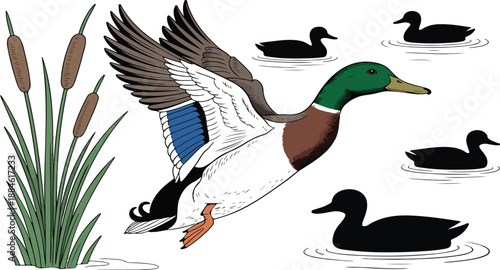 Male Mallard Duck Taking Flight – Detailed Pond Scene with Cattails
