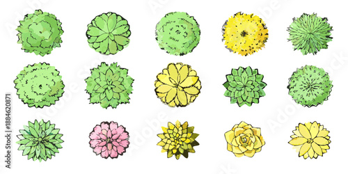 A collection of colorful succulent plants viewed from directly above