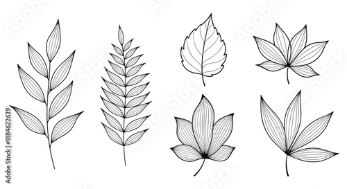 Scientific collection of various leaf types and plant branches rendered in detailed black line art for botanical study projects.