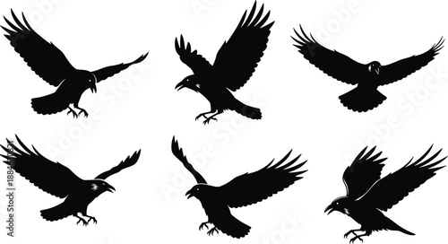 Flying crow bird silhouettes vector set, black raven wings spread poses, wildlife animal illustration for logo, tattoo, and graphic design