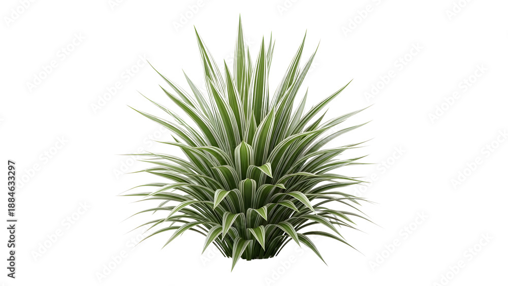 Fototapeta premium Vibrant Variegated Ornamental Plant with Green and White Striped Leaves on transparent Background