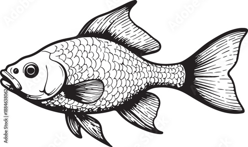 fish vector illustration