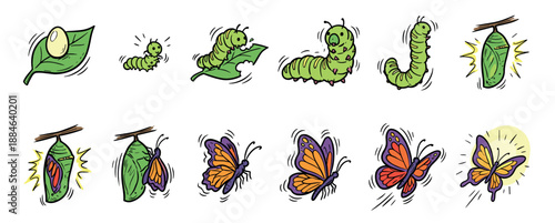 Colorful butterfly life cycle cartoon illustration showing the complete metamorphosis process from an egg on a leaf, to a green caterpillar, a chrysalis, and a flying adult insect