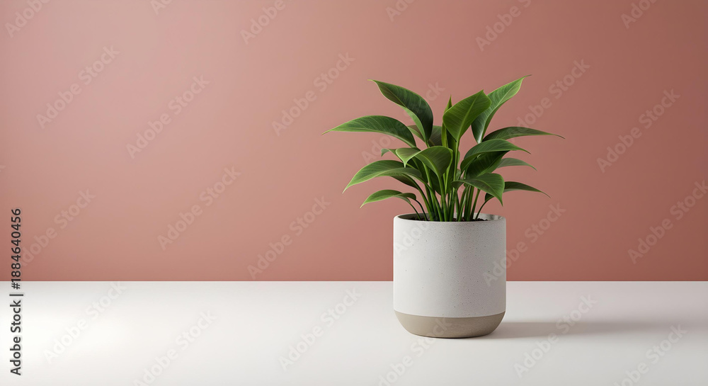 Fototapeta premium Green Indoor Houseplant Isolated on White Background