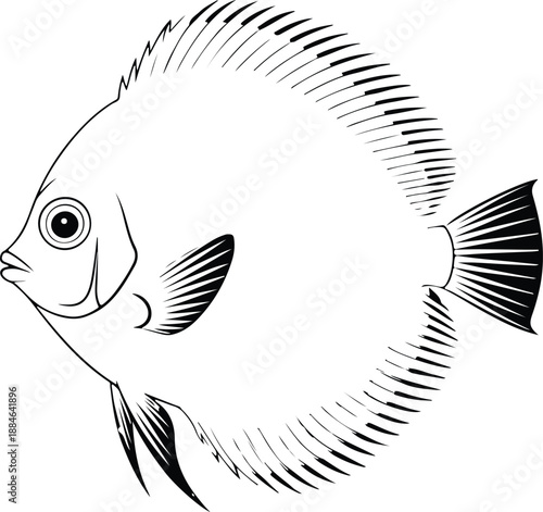 fish vector illustration