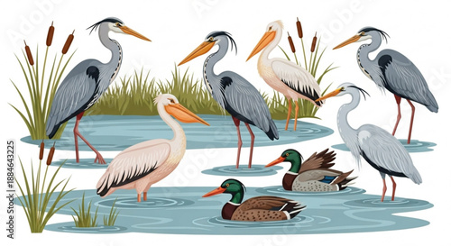 Various waterbirds including herons egrets and ducks in a serene wetland habitat with lush