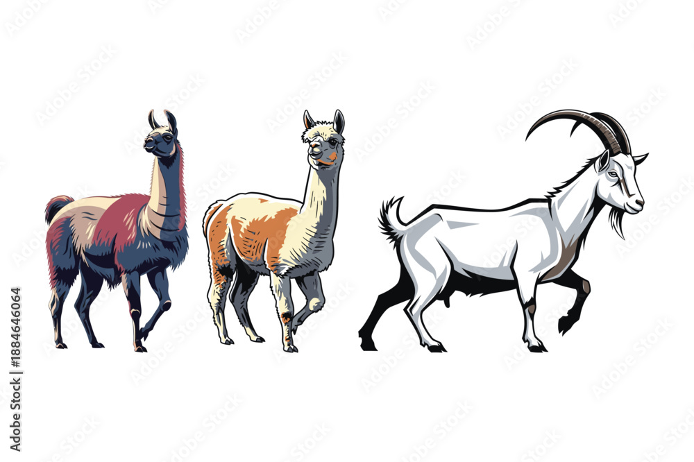 Fototapeta premium Llamas and Goat Illustration Walking Together