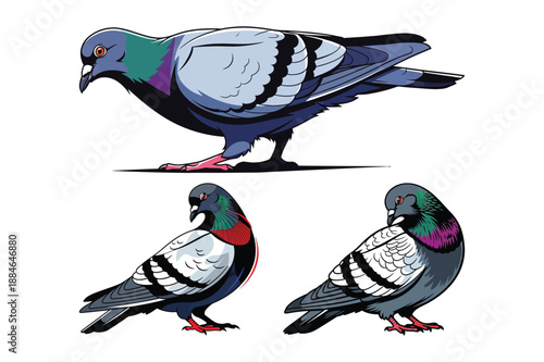 Pigeons Illustration in Vector Art Style