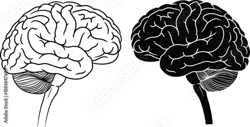 Human brain line illustration set, black and white anatomical brain views, neuroscience medical concept, detailed organ drawings isolated on white background