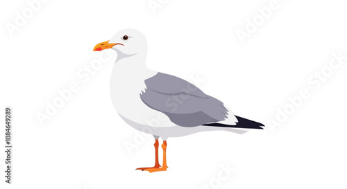 A Laridae bird, possibly a seagull, standing with gray wings, white body, and orange beak in a camará landscape