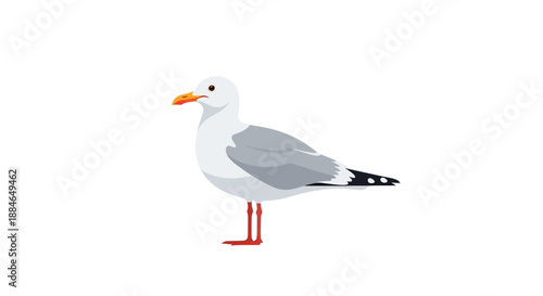 A seagull, part of the Laridae family, standing on the shore, a common camar scene