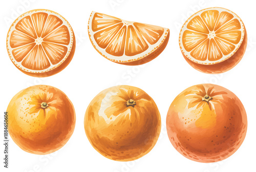 Juicy orange fruit set with segments in natural watercolor style.
