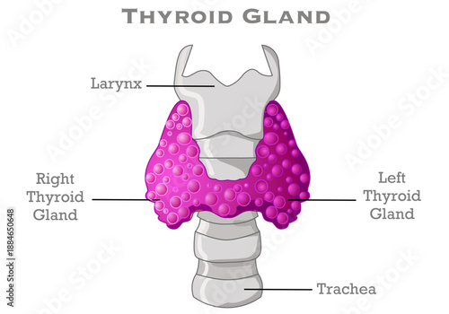 Thyroid gland, neck anatomy. Labeled, Larynx, trachea. Purple, pink. Explanations. White background. Medical Illustration vector	
