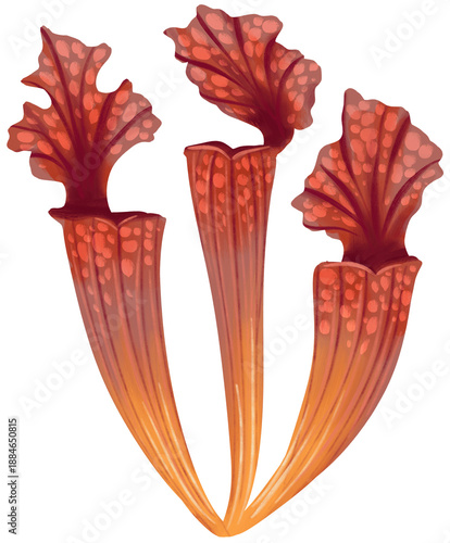 Sarracenia Carnivorous Plant
