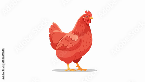 A red hen stands on its yellow feet with a simple shadow