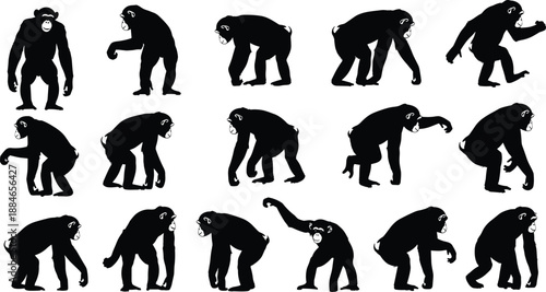 Chimpanzee silhouettes illustration set, primate walking and standing poses collection, wild ape animal figures, black silhouettes isolated on white background