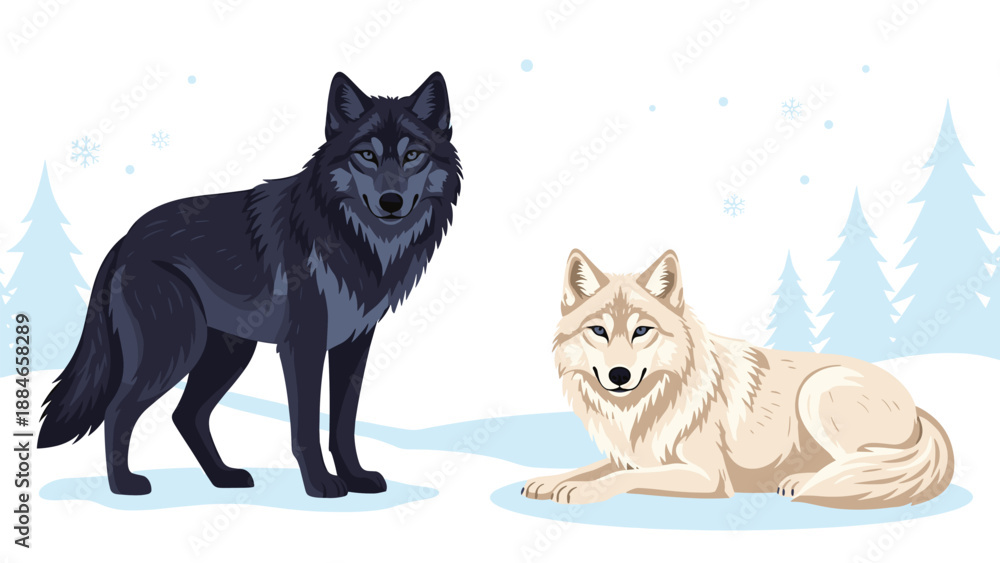 Fototapeta premium Two striking wolves, one dark standing and one light resting, pose gracefully on a snowy landscape with distant evergreen trees, creating a serene winter scene.