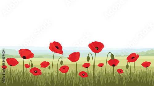 Vibrant field of red poppy flowers with lush green stems and leaves, blooming against a soft, blurred landscape and clear sky.