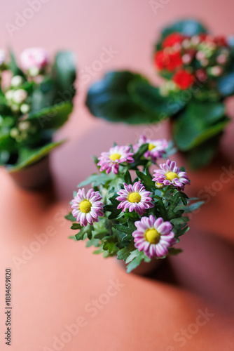 Wallpaper Mural Kalanchoe mini flowers in small pots on orange background Torontodigital.ca