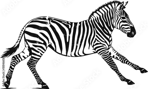 Running zebra with distinctive black and white stripes, isolated on white background
