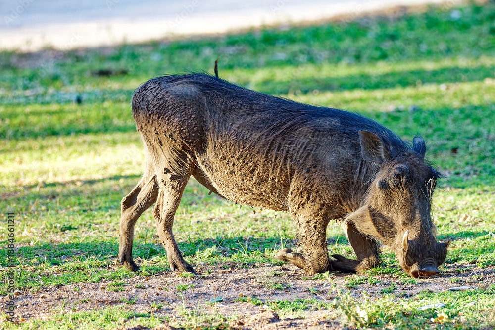 Fototapeta premium Warzenschwein