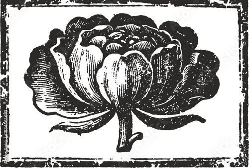 Vintage black and white floral illustration with detailed bloom and textured shading, classic botanical art