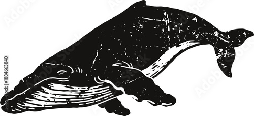 Black and white illustration of a humpback whale swimming in the ocean depth