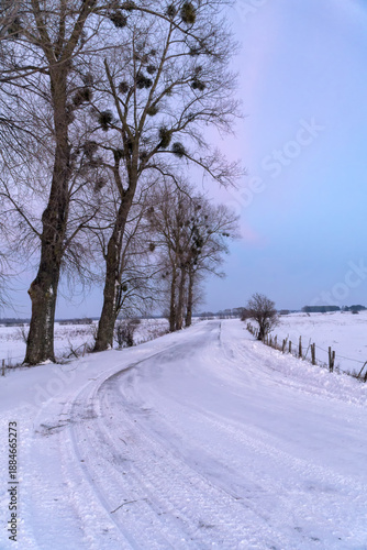 Winter rural landscape in late afternoon. A winding road on a plain covered with snow, old trees grow along the road. Podlachia, Poland, Europe.