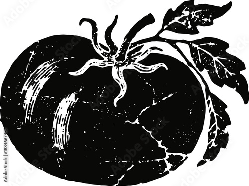 Vintage tomato illustration with leaves, organic vegetable, garden produce drawing