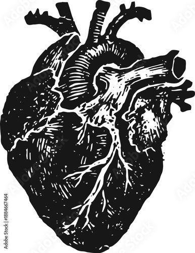 Anatomical human heart illustration with detailed arteries and veins, vintage medical engraving