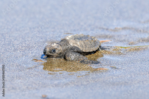 Baby Olive Ridley sea turtle on the beach heading into the ocean in Costa Rica