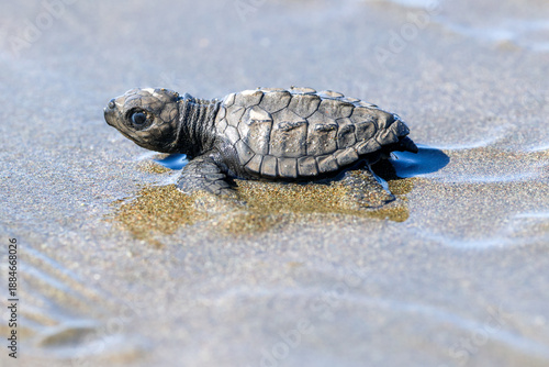 Baby Olive Ridley sea turtle on the beach heading into the ocean in Costa Rica
