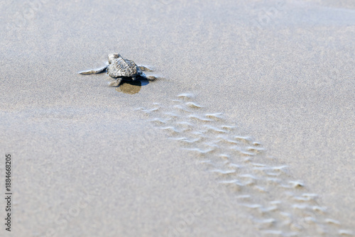 Baby Olive Ridley sea turtle on the beach heading into the ocean and leaving turtle tracks  in Costa Rica