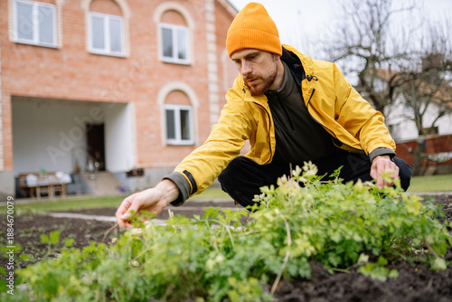 Gardener picks fresh herbs in backyard garden during daytime in early spring season