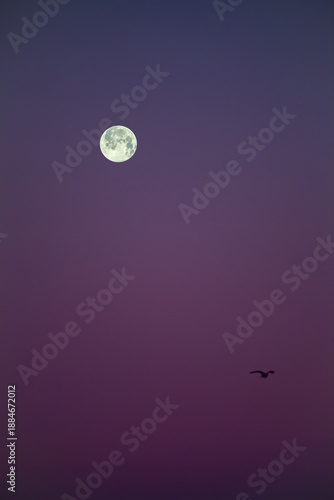 Full Moon in a Clear Sky Overseeing a Solitary Flying Bird at Dusk