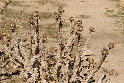 Dried Milk Thistle (Silybum marianum) growing in the ancient Roman city of Uthina (Oudna). Tunisia. Africa.