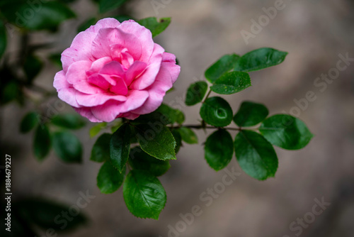 Pink rose on branch with blur background