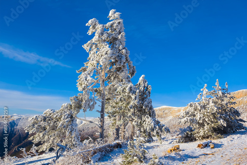 Wallpaper Mural mount slope with forest covered by a snow under blue cloudy sky Torontodigital.ca
