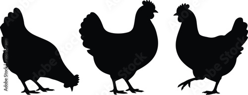 3 Chickens in Pecking, Standing and Walking Poses — Black and White Silhouette Vector Illustration for Farm Bird Design