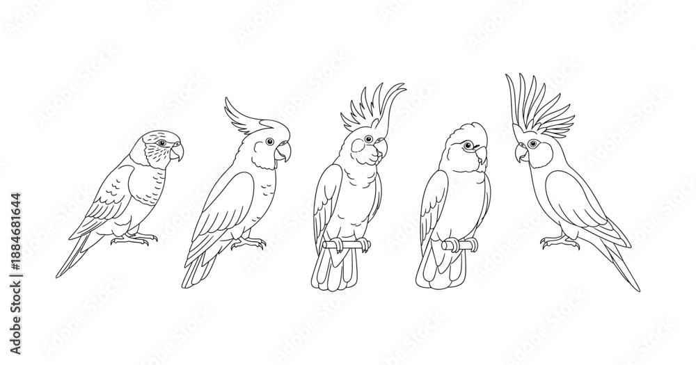 Fototapeta premium Five cockatoo line drawings showcasing different bird species and feather styles
