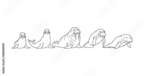 Line art of marine animals: seal, sea lion, walrus, dugong, manatee