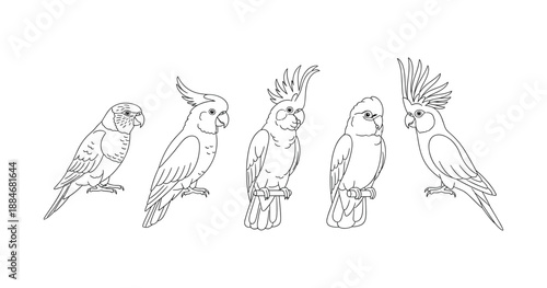 Five cockatoo line drawings showcasing different bird species and feather styles
