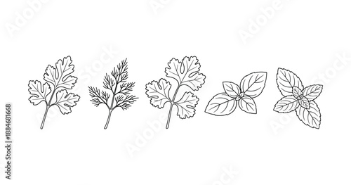 Herb illustrations: parsley, dill, cilantro, basil, mint line art collection