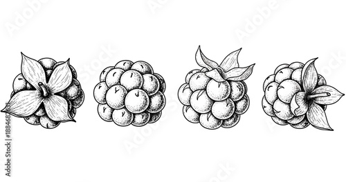 Hand-drawn blackberry illustrations with leaves on white background