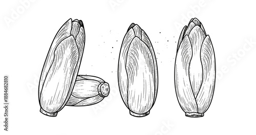Black and white illustrations of chicory buds in detailed vintage style